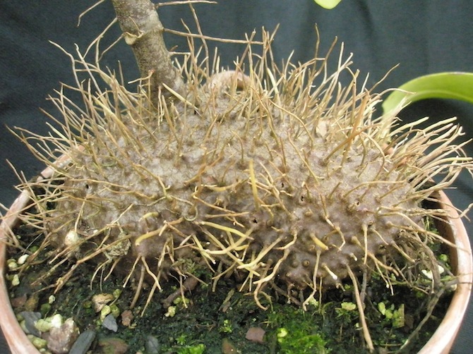 Le tubercule de Myrmephytum selebicum Beccari (Rubiaceae) - © CJBN